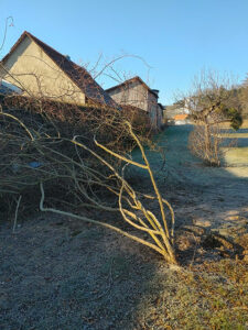 Der Sturm warf den stützenden Baum um