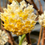 Papierbusch (Edgeworthia)