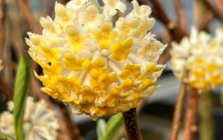 Papierbusch (Edgeworthia)