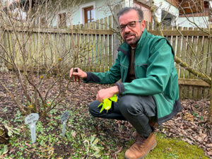 Ploberger beim Beerenschnitt