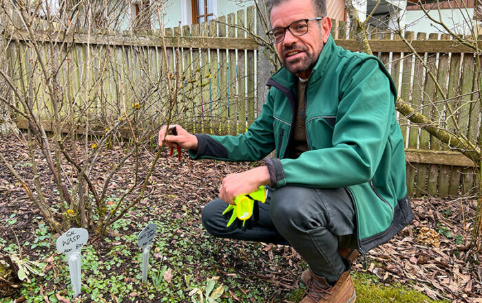Ploberger beim Beerenschnitt