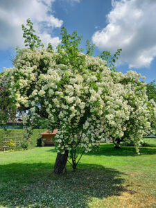 Ramblerrose