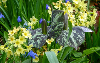 Schlüsselblume