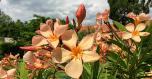Oleander