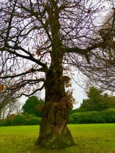 Tatton Park