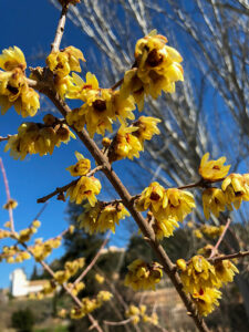 Winterblüte - Chimonanthus praecox