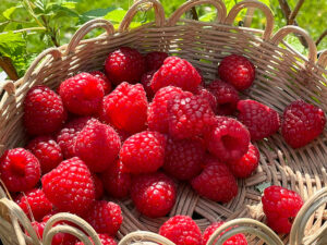 Himbeeren