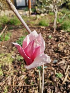 Erste Magnolie