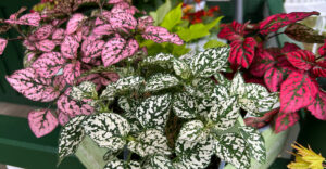 Blattschmuck - Konfetti-Pflanze in Pink, Weiß und Rot