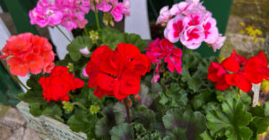 Pelargonien