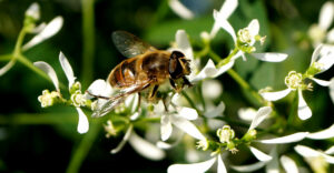 Biene