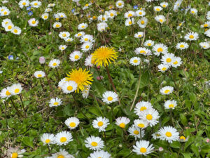 Gänseblümchen und Löwenzahn