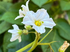 Kartoffelblüte