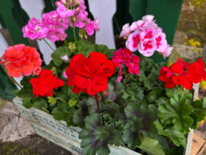 Pelargonien