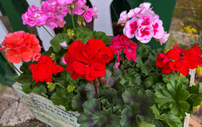 Pelargonien