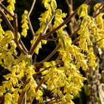 Scheinhasel (Corylopsis)