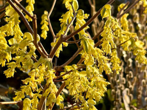 Scheinhasel (Corylopsis)