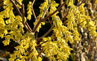 Scheinhasel (Corylopsis)