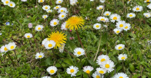 Gänseblümchen und Löwenzahn