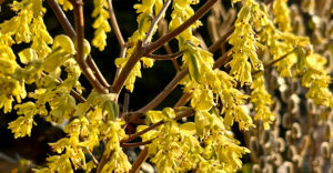 Scheinhasel (Corylopsis)