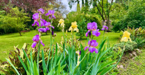 Iris in voller Pracht