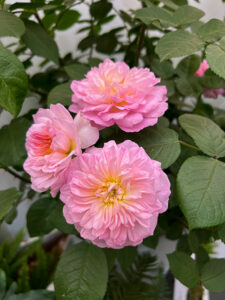 "Elisabeth" - die Rose für die Queen