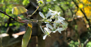 Blüte der Felsenbirne