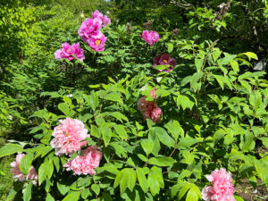 Pfingstrosen - Gewaltige Blüten an großen Sträuchern