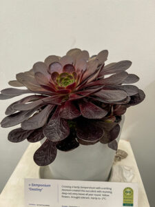 Pflanze des Jahres - ein absolutes Unikat aus einer Kreuzung - aus Aenium und Sempervivum