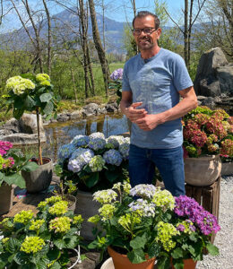 Ploberger mit Hortensien