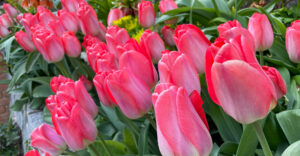 Tulpen