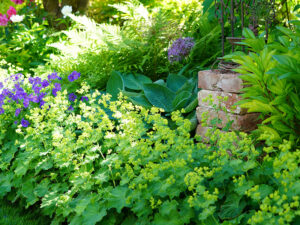 Natur im Garten in Gumpoldskirchen