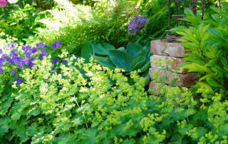 Natur im Garten in Gumpoldskirchen