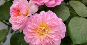 "Elisabeth" - die Rose für die Queen