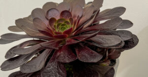 Pflanze des Jahres - ein absolutes Unikat aus einer Kreuzung - aus Aenium und Sempervivum