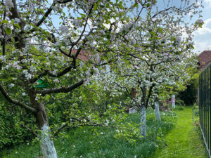 Apfelblüten