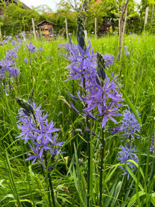Prärielilie (Camassia)