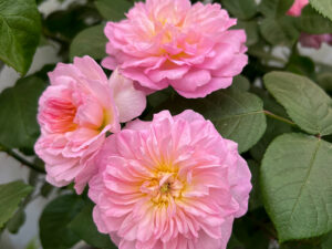 "Elisabeth" - die Rose für die Queen