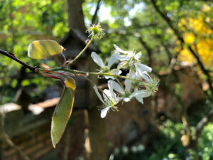 Blüte der Felsenbirne