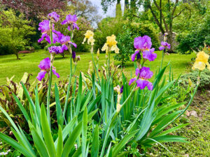 Iris in voller Pracht