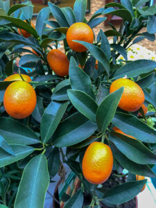 Kumquat