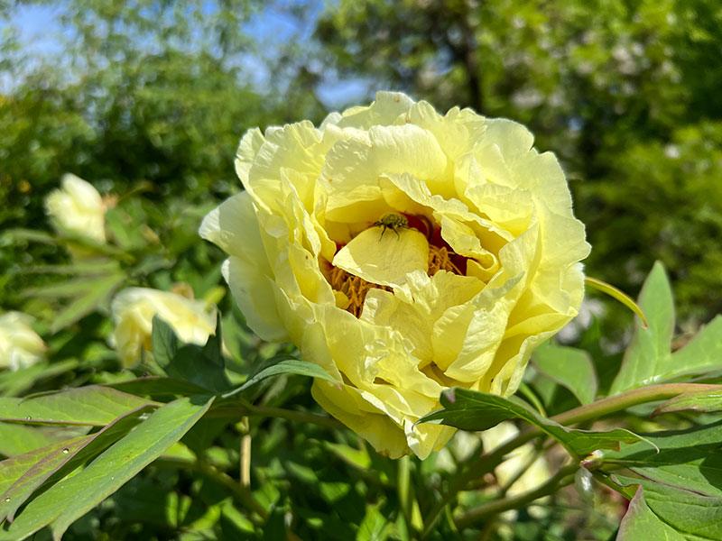 Leuchtend gelbe Pfingstrose - eine Lutea-Sorte