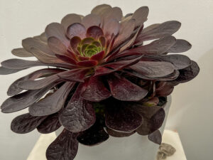 Pflanze des Jahres - ein absolutes Unikat aus einer Kreuzung - aus Aenium und Sempervivum