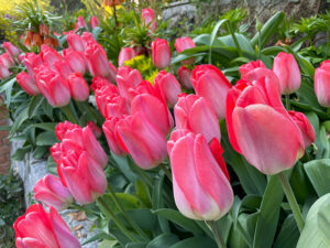Tulpen
