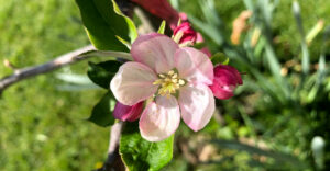 Apfelblüte