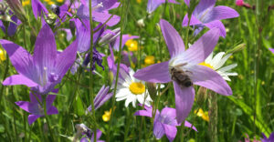 Blumenwiese