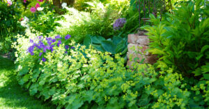 Natur im Garten in Gumpoldskirchen