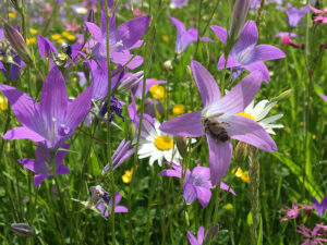 Blumenwiese