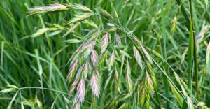 Blattähren-Trespe - California brome