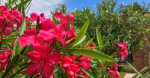 Oleander